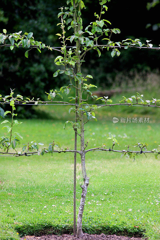埃斯帕利耶苹果树在果园形象/装饰厨房蔬菜园
